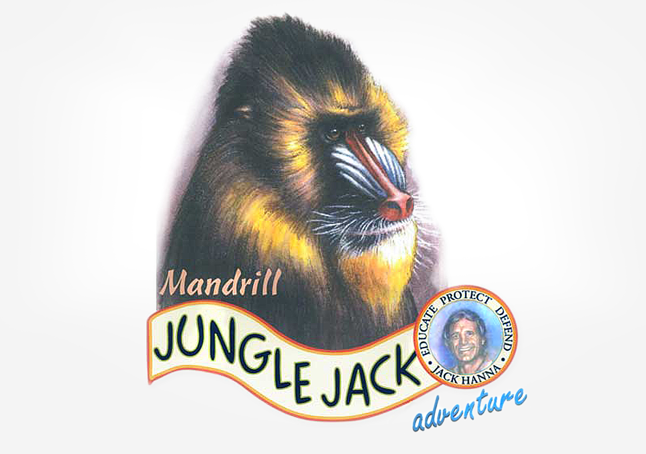 The Columbus Zoo Mandrill